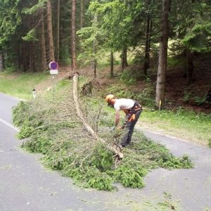 Baum (4)